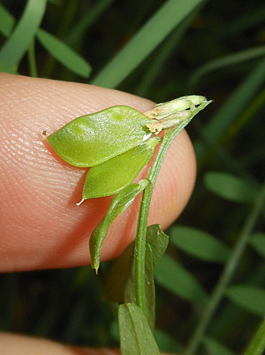 Vicia loiseleurii / Veccia di Loiseleur